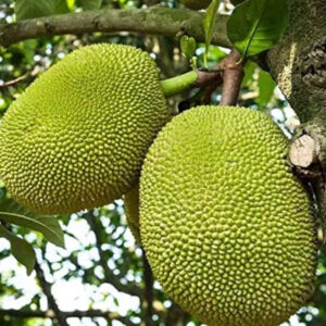 Jackfruit