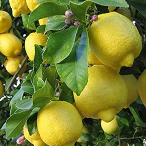 Nimbu (Lemon)