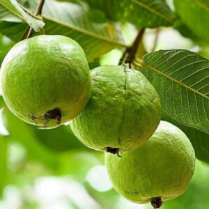 Guava