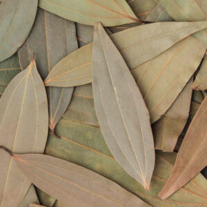 Bay Leaf