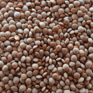 Red Lentil